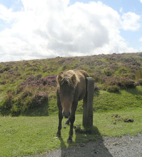 Wildpferd in Dartmoor