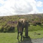 Wildpferd in Dartmoor