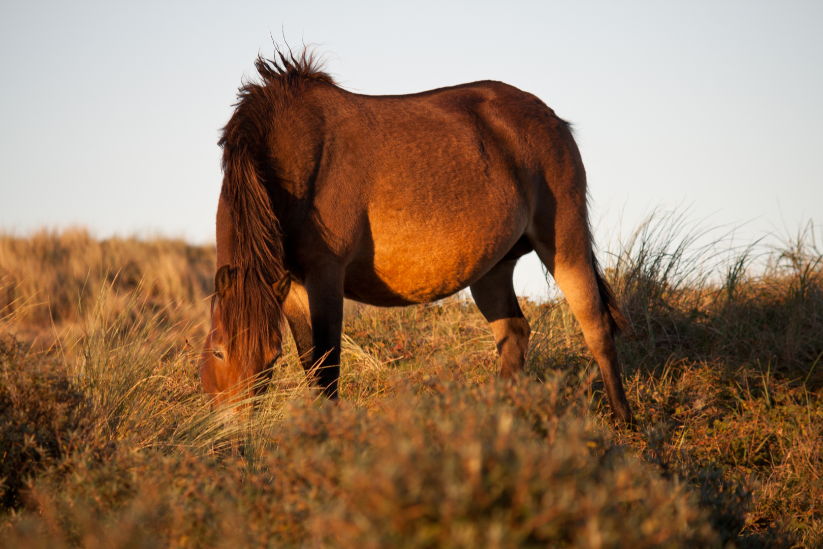 Wildpferd in den Dünen