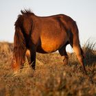 Wildpferd in den Dünen