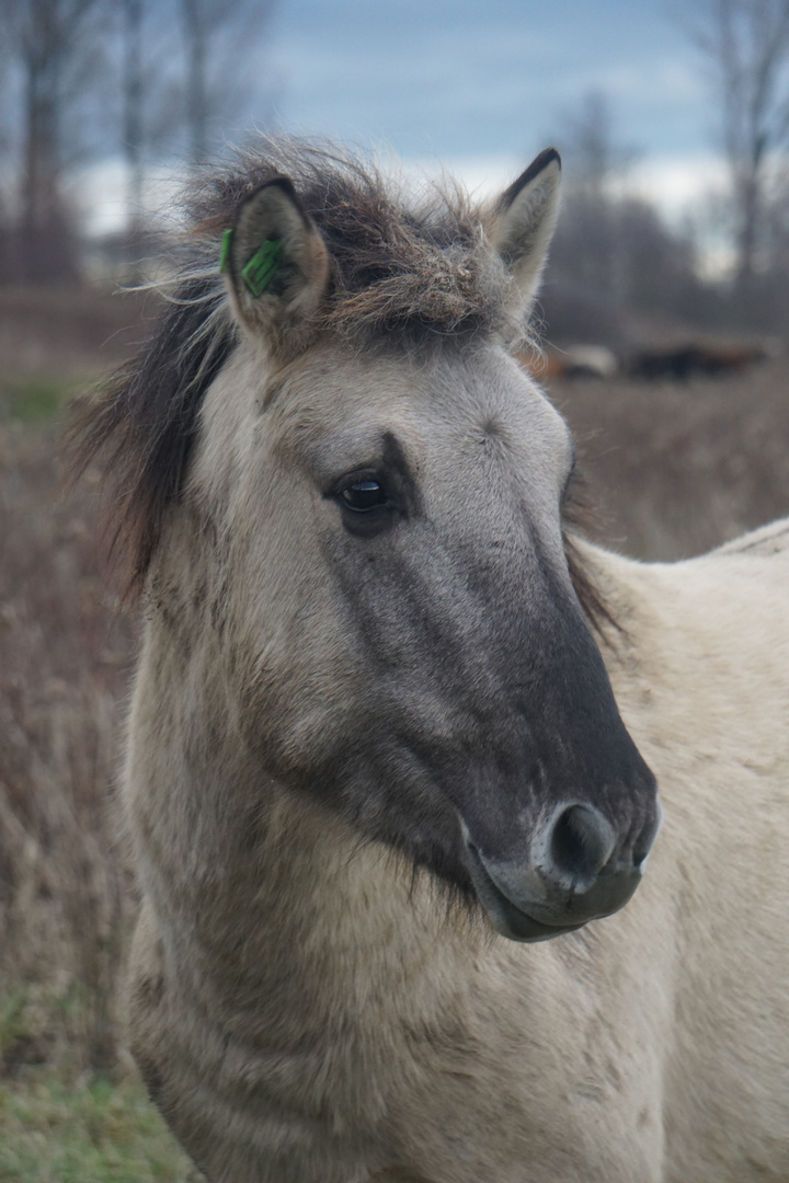 Wildpferd in den Lippeauen