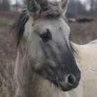 Wildpferd in den Lippeauen