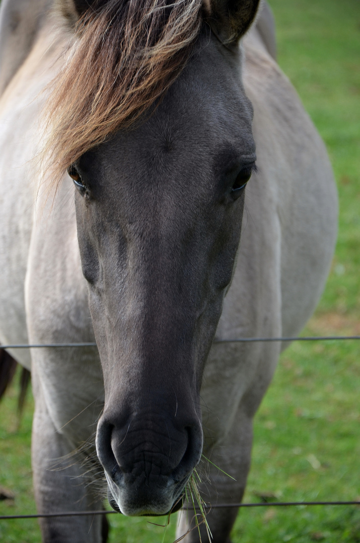 Wildpferd in Dülmen