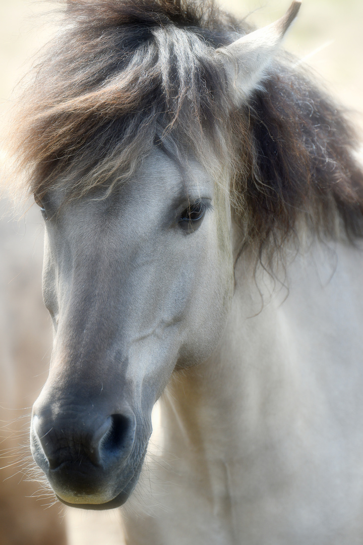 Wildpferd in Dülmen