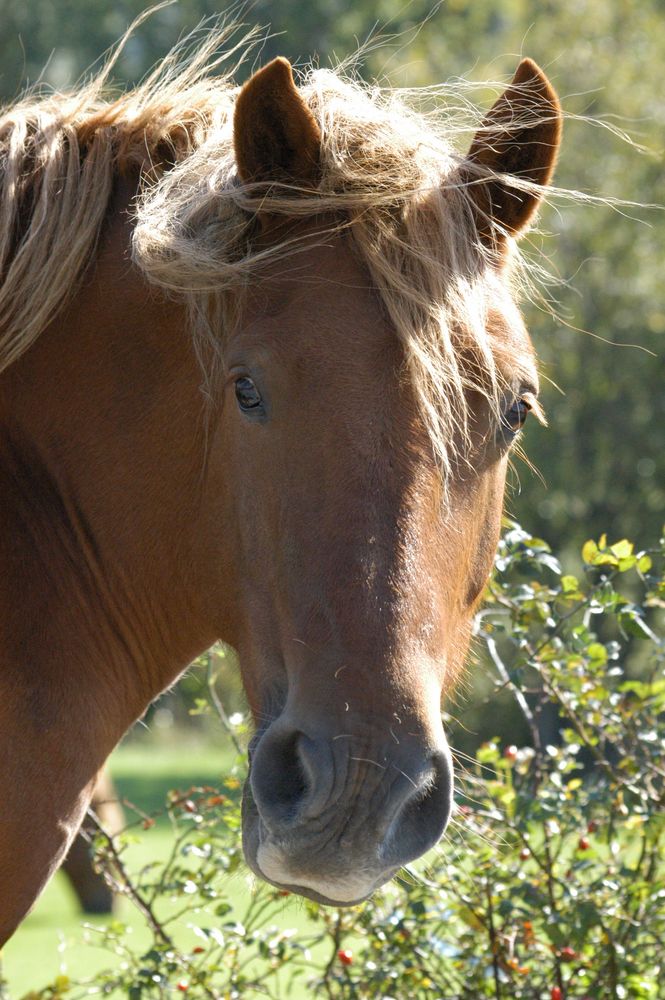 Wildpferd in Kroatien