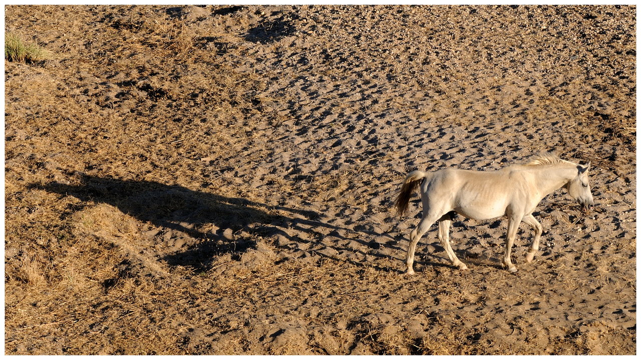 Wildpferd in Namibia
