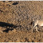 Wildpferd in Namibia