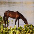 Wildpferd in Paraguay