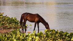 Wildpferd in Paraguay