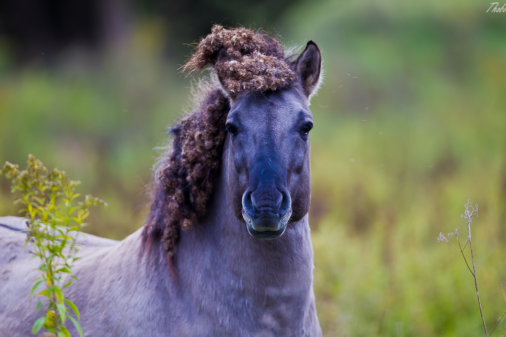 Wildpferd ( Konik )