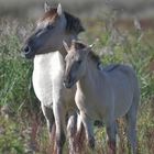 Wildpferd Stute mit Fohlen 