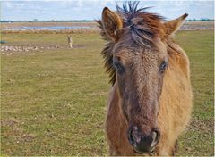 Wildpferd Tarpan