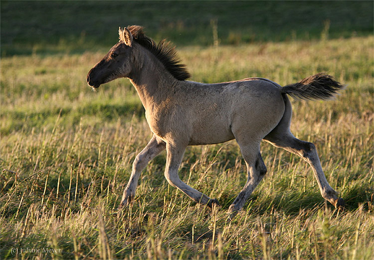 Wildpferdchen