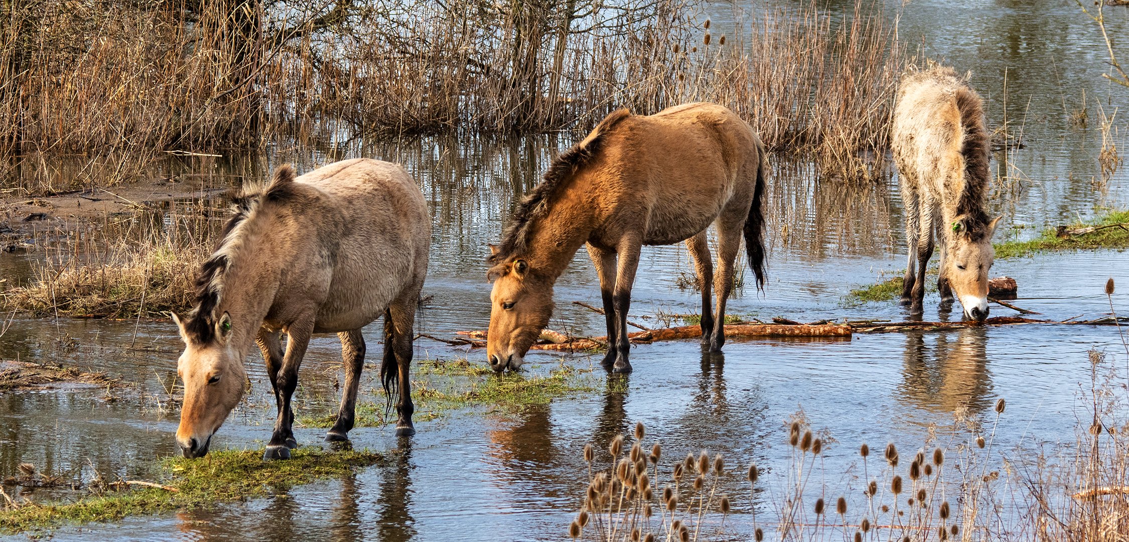 Wildpferde 001 Foto & Bild landschaft, jahreszeiten, lebensräume