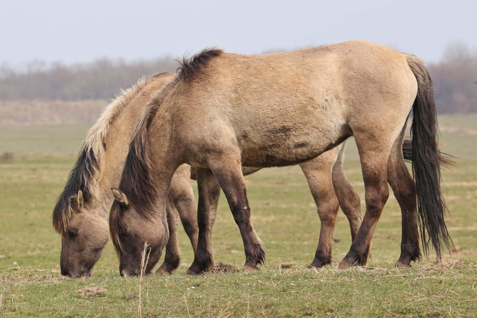 Wildpferde (2015_04_07_EOS 6D_2905_ji)