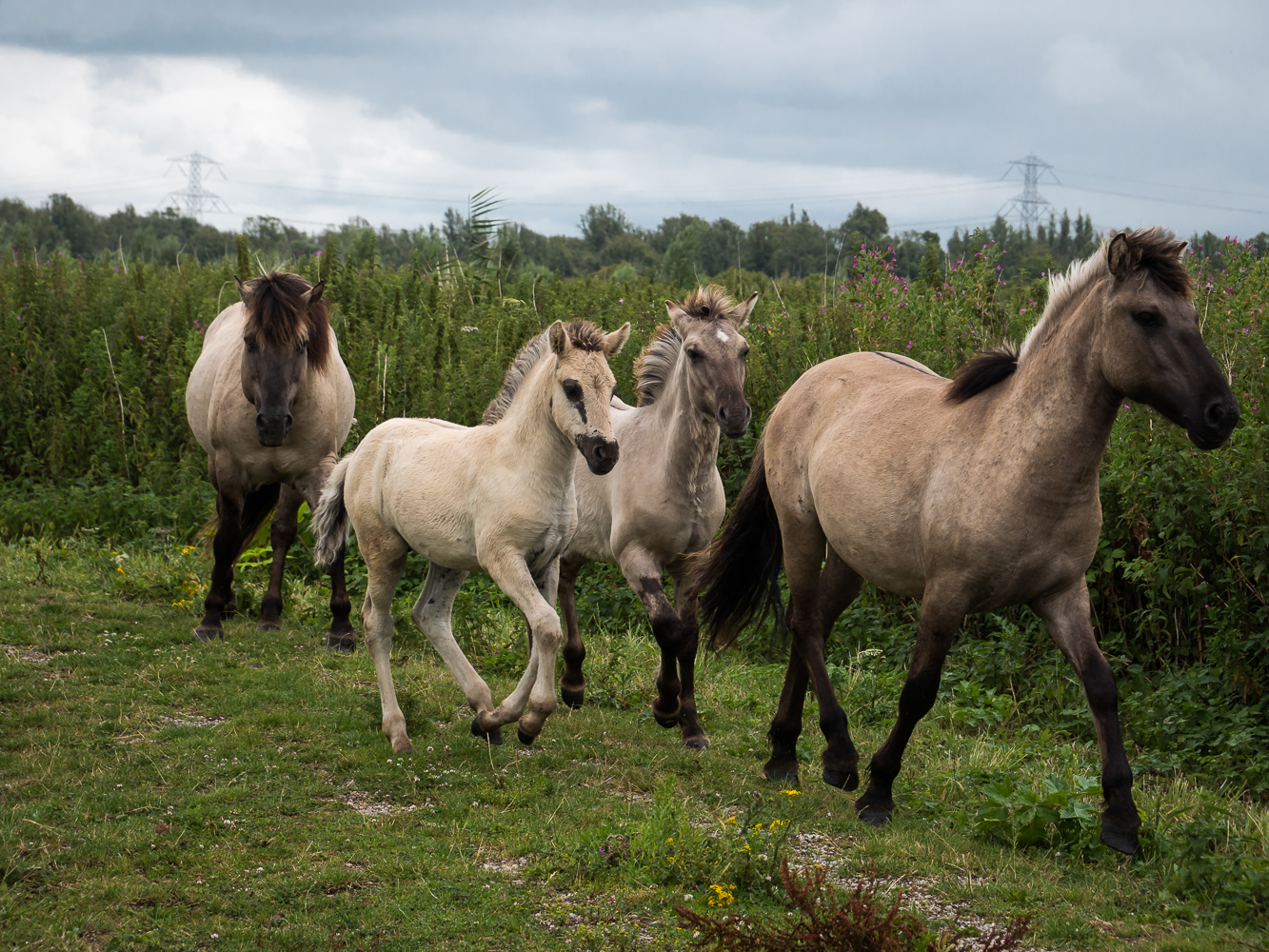 Wildpferde Foto & Bild europe, benelux, tiere Bilder auf