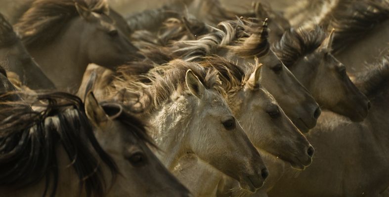Wildpferde
