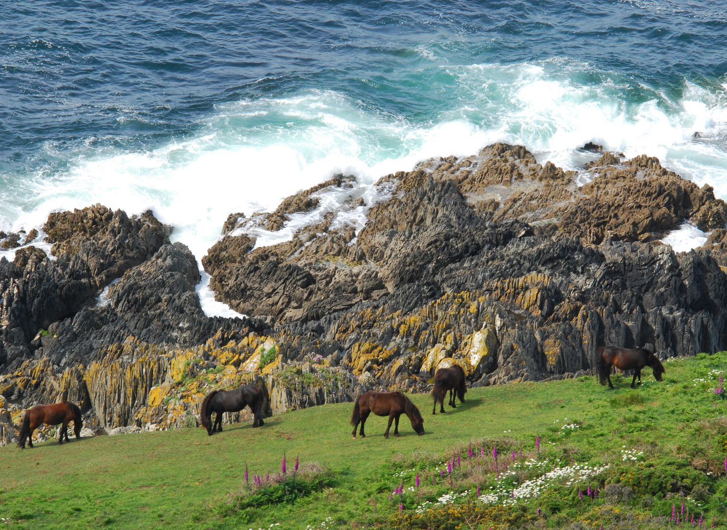 Wildpferde am Rame Head