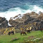 Wildpferde am Rame Head