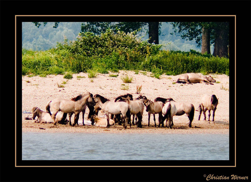 Wildpferde am Rhein
