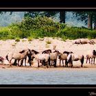 Wildpferde am Rhein