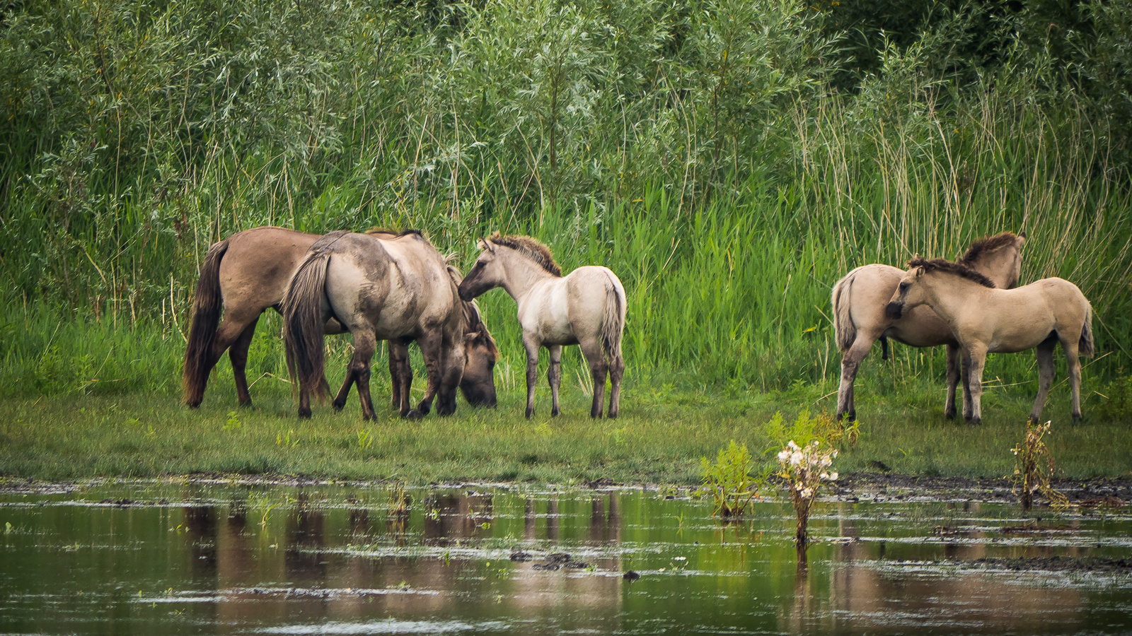 Wildpferde am See