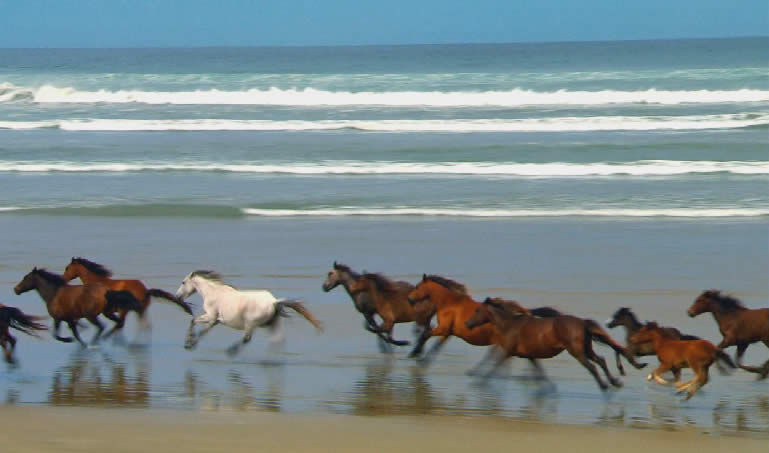 Wildpferde am Strand