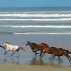 Wildpferde am Strand