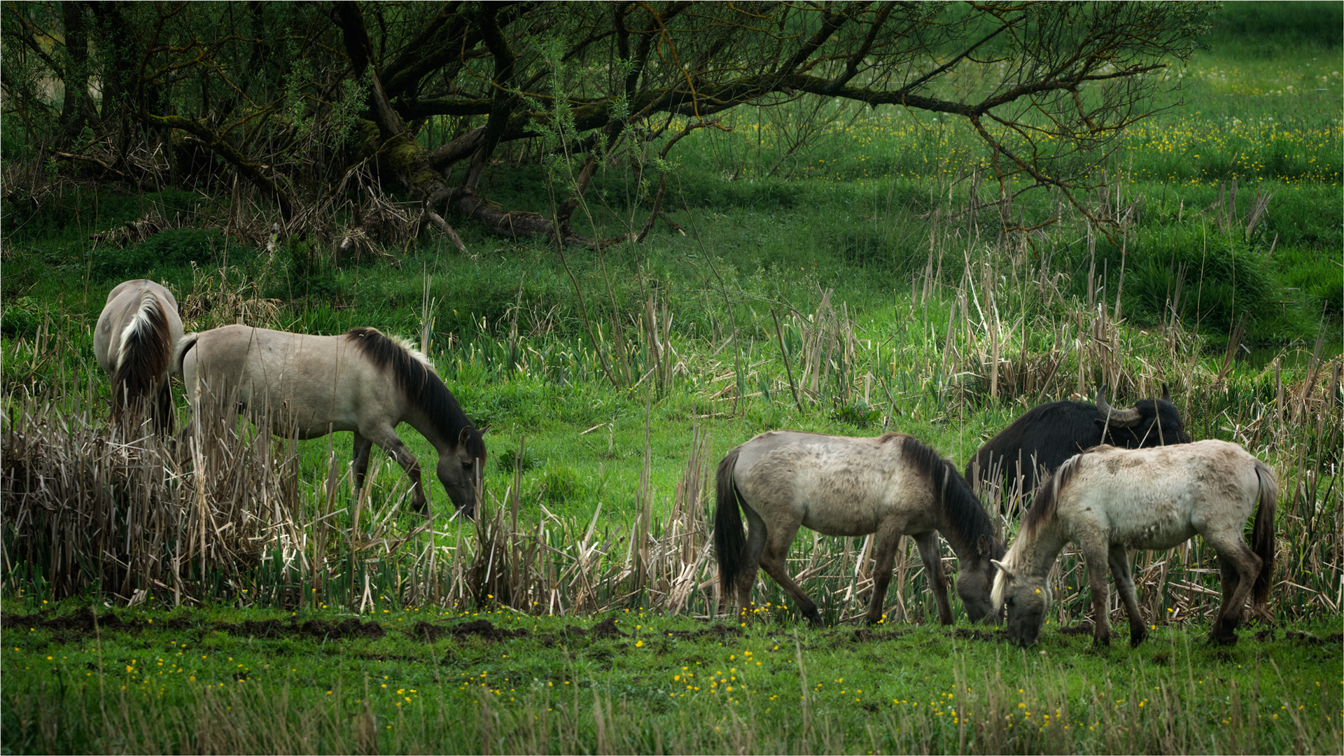 Wildpferde an der Aurach