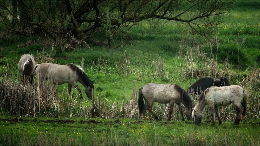 Wildpferde an der Aurach