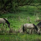 Wildpferde an der Aurach