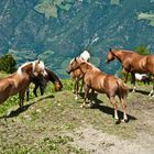 Wildpferde auf der Naturnser Alm im Vinschgau