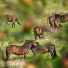 Wildpferde auf Langeland