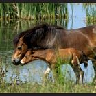 Wildpferde auf Langeland