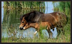 Wildpferde auf Langeland