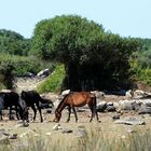 Wildpferde auf Sardinien