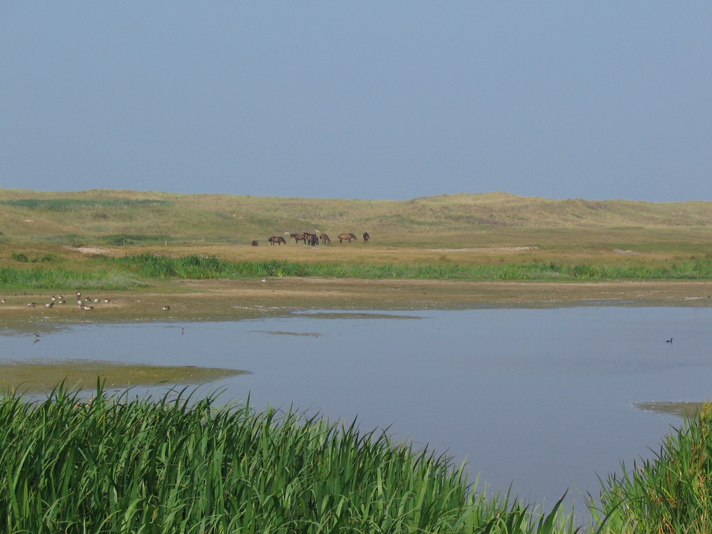 Wildpferde auf TEXEL