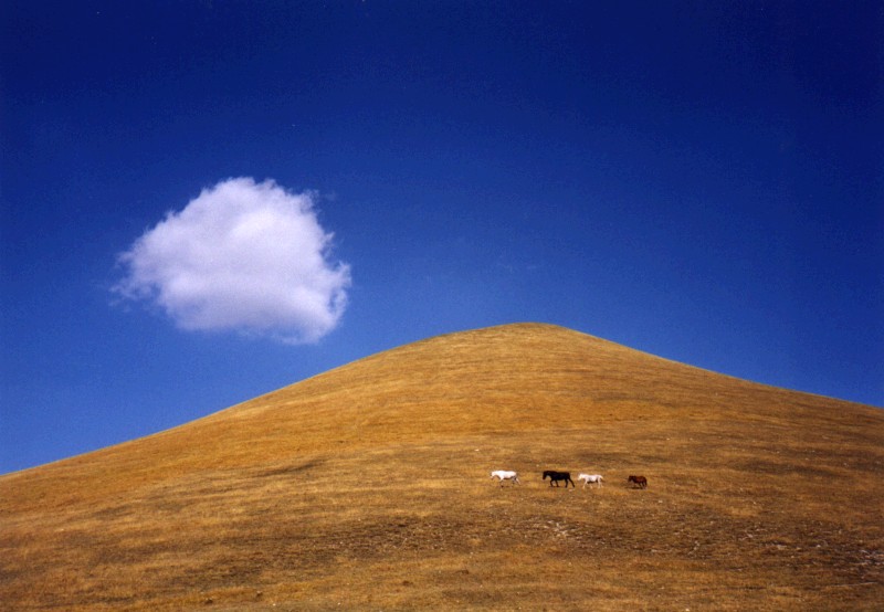 Wildpferde bei Castelluccio