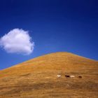 Wildpferde bei Castelluccio