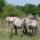 Wildpferde bei Freyburg