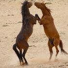 Wildpferde bei Garub/Namib