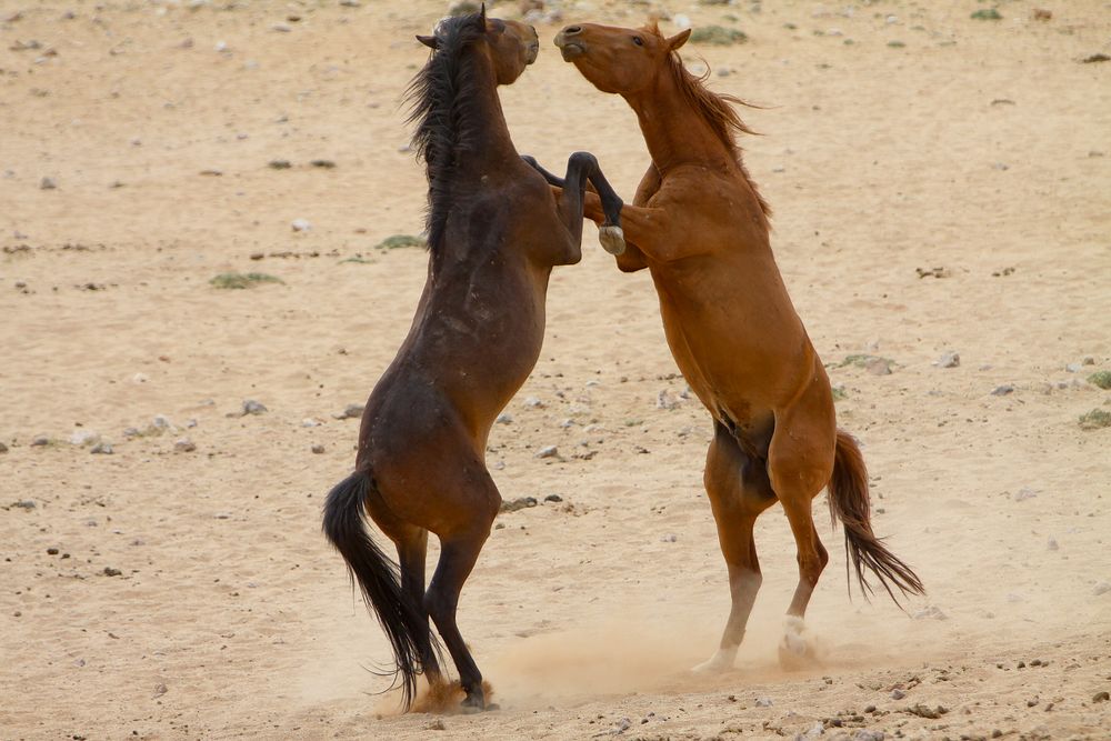 Wildpferde bei Garub/Namib