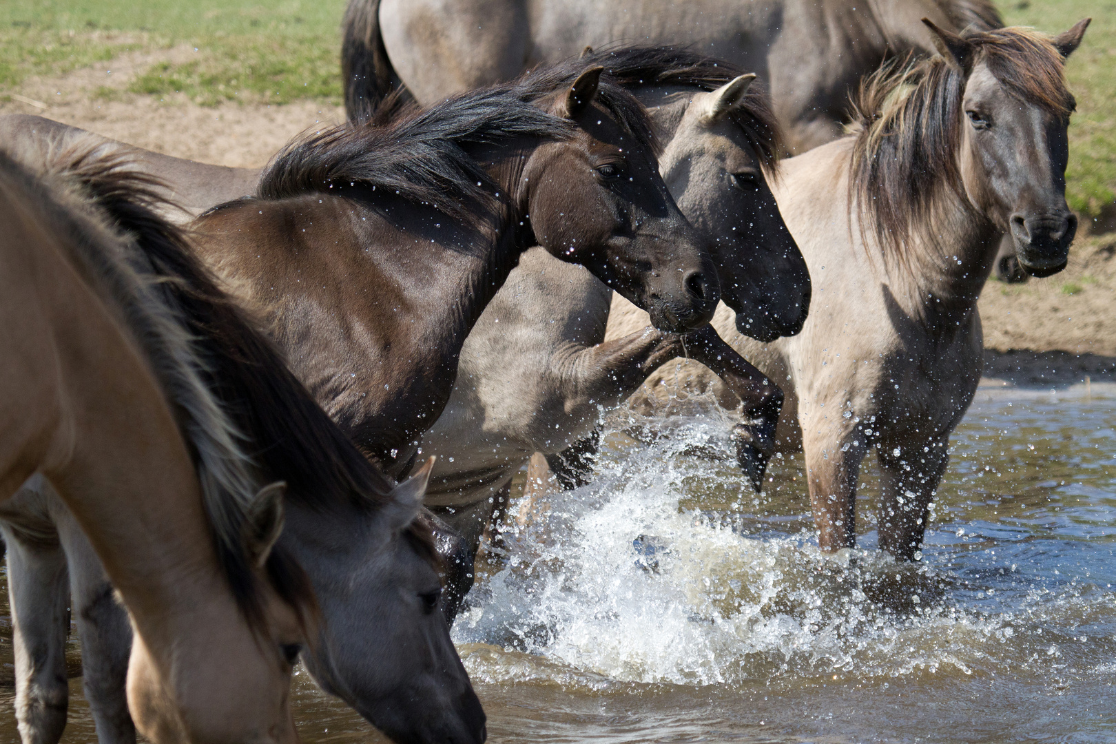 Wildpferde beim Abkühlen