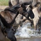 Wildpferde beim Abkühlen