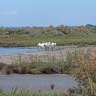 Wildpferde der Camargue