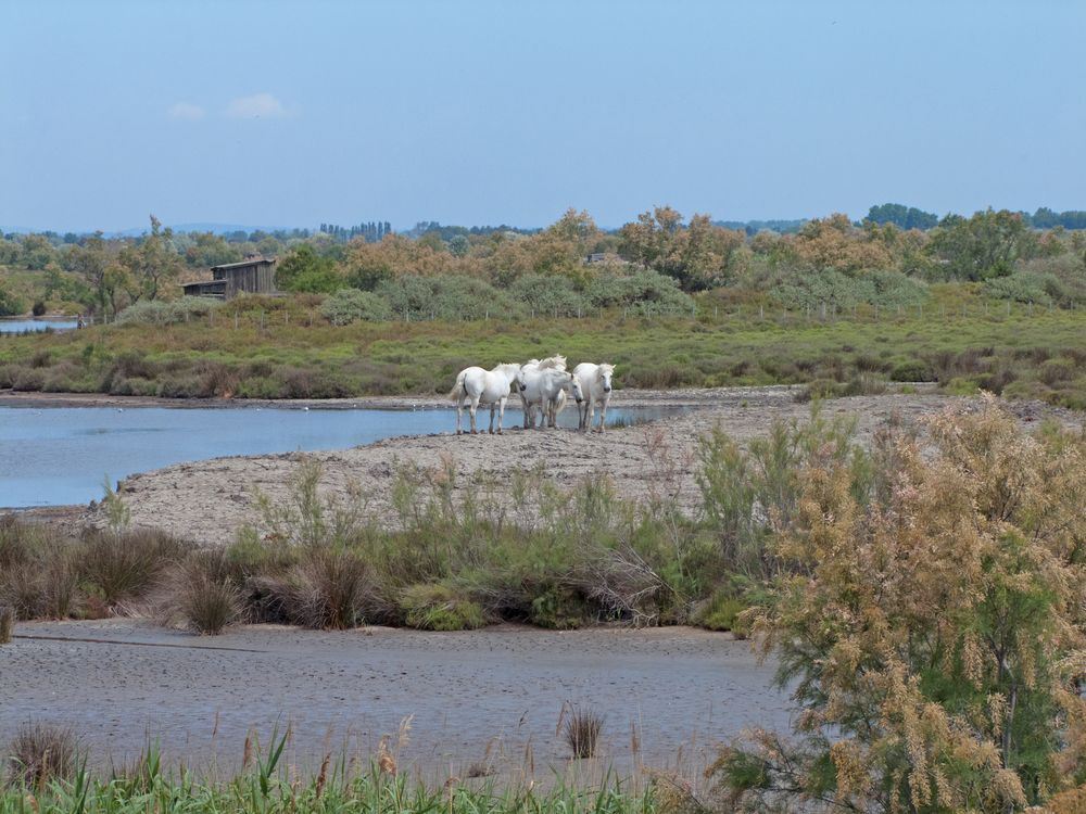 Wildpferde der Camargue