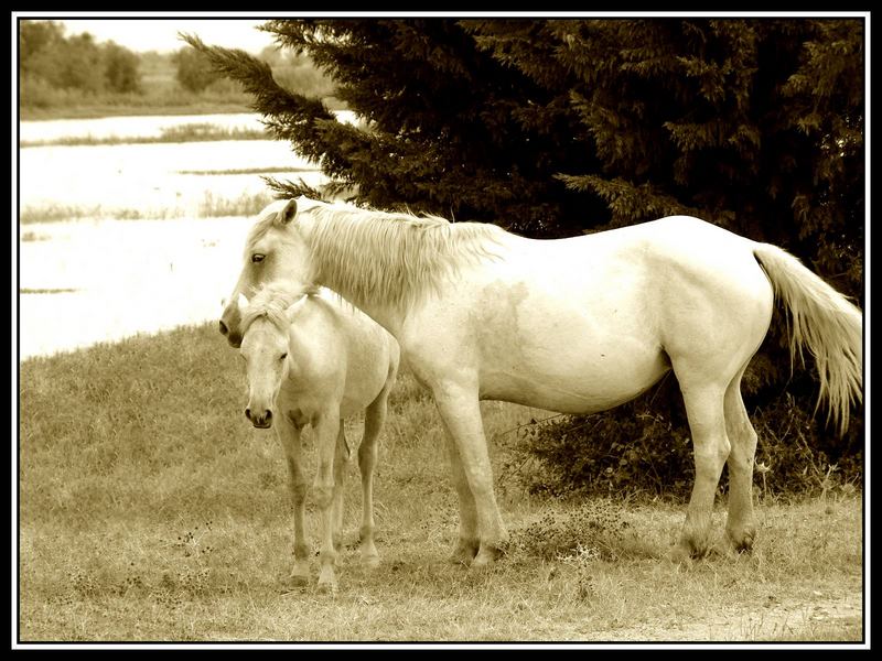 Wildpferde der Camargue