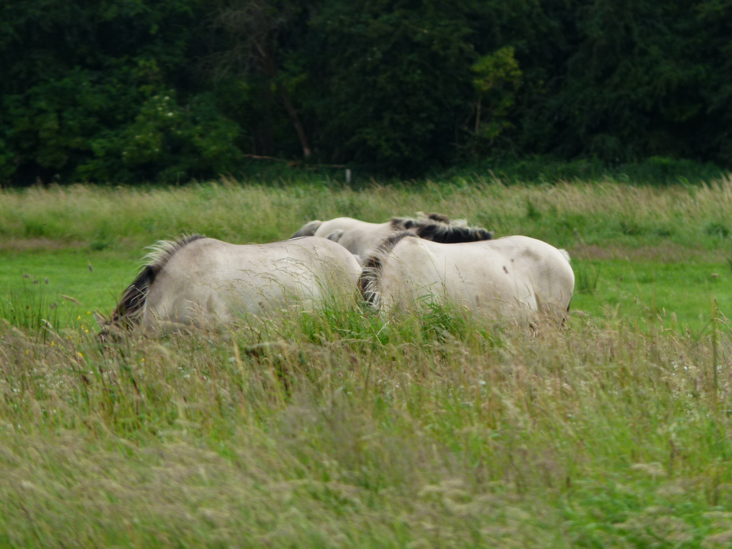 Wildpferde der Geltinger Birk