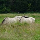 Wildpferde der Geltinger Birk