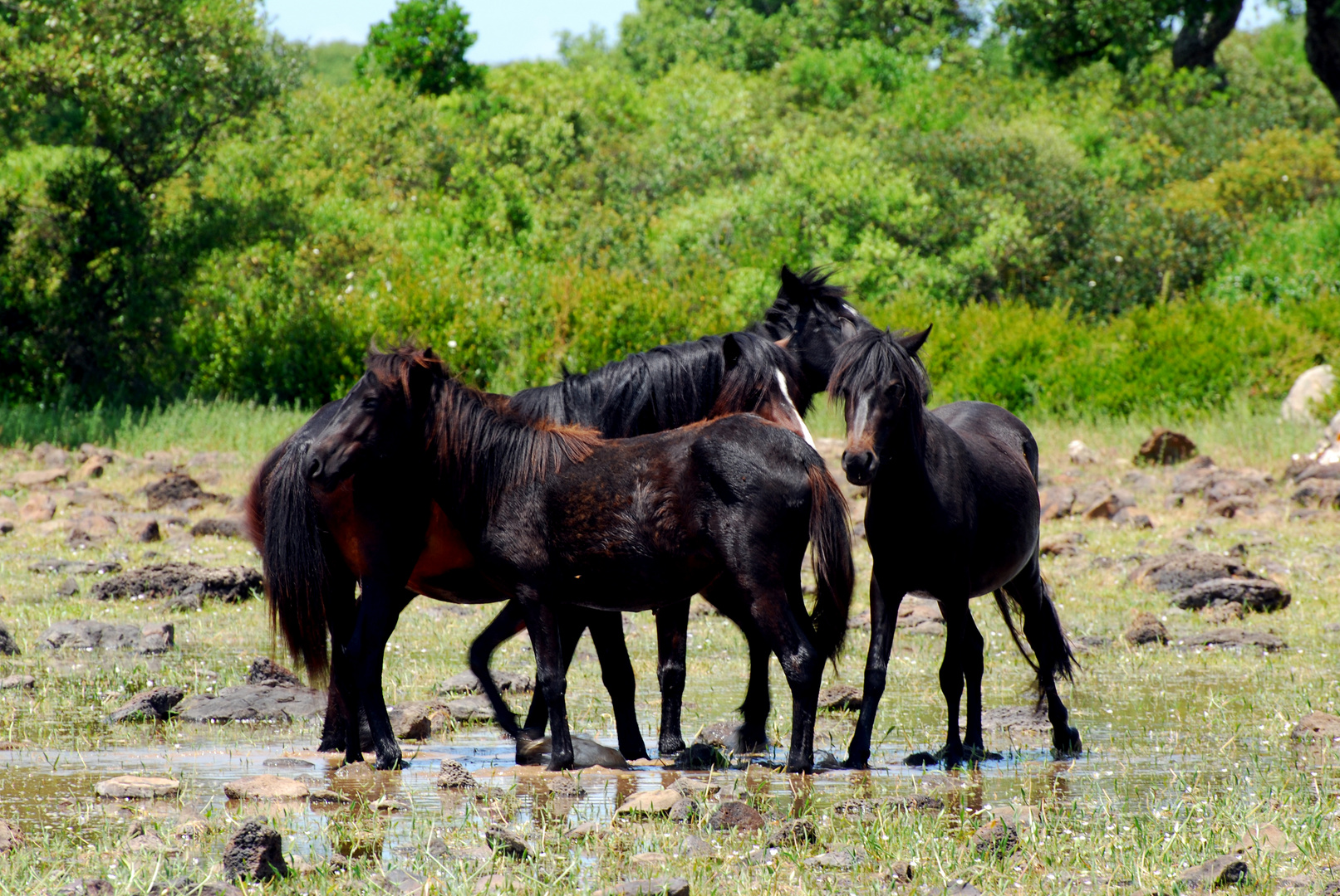 Wildpferde der Giara di Gesturi (2)